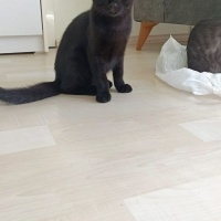 Tekir Kedi, Kedi  Zeytin fotoğrafı