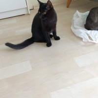 Tekir Kedi, Kedi  Zeytin fotoğrafı
