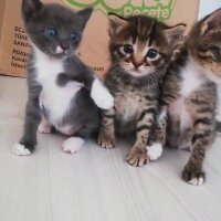 Tekir Kedi, Kedi  Şanslı (anne) 3 adet yavru fotoğrafı