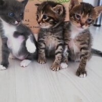 Tekir Kedi, Kedi  Şanslı (anne) 3 adet yavru fotoğrafı