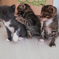 Tekir Kedi, Kedi  Şanslı (anne) 3 adet yavru fotoğrafı