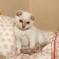 Scottish Fold, Kedi  Balım fotoğrafı