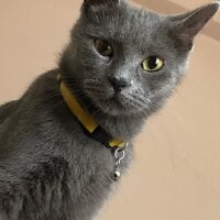 British Shorthair, Kedi  Lisa fotoğrafı