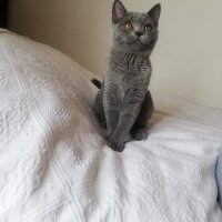 British Shorthair, Kedi  Ekim fotoğrafı