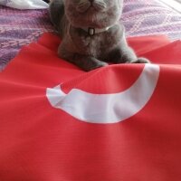 British Shorthair, Kedi  Ekim fotoğrafı