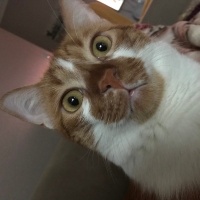 Sarman, Kedi  Lebiş fotoğrafı