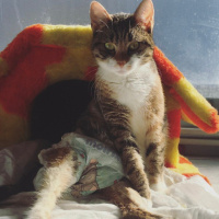 Sarman, Kedi  Lebiş fotoğrafı