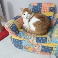 Sarman, Kedi  Lebiş fotoğrafı