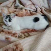 Tekir Kedi, Kedi  Boncuk fotoğrafı
