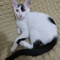 Tekir Kedi, Kedi  Boncuk fotoğrafı