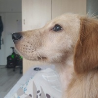 Golden Retriever, Köpek  Linda fotoğrafı