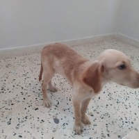 Golden Retriever, Köpek  Linda fotoğrafı