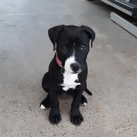 Amerikan Staffordshire Terrier, Köpek  Kaju fotoğrafı