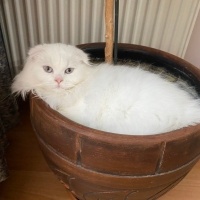 Scottish Fold, Kedi  Süslü fotoğrafı