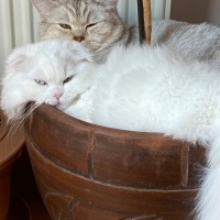 Scottish Fold, Kedi  Süslü fotoğrafı