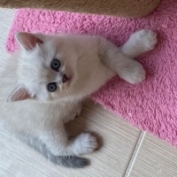 Scottish Fold, Kedi  Süslü fotoğrafı