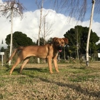 Amerikan Staffordshire Terrier, Köpek  Lexa fotoğrafı