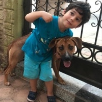 Amerikan Staffordshire Terrier, Köpek  Lexa fotoğrafı