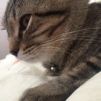 Scottish Fold, Kedi  Venüs fotoğrafı