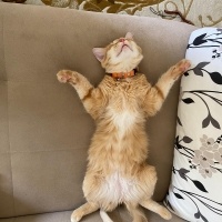 Sarman, Kedi  Balkız fotoğrafı
