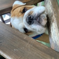 İngiliz Bulldog, Köpek  Arthur fotoğrafı