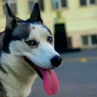 Sibirya Kurdu (Husky), Köpek  Maya fotoğrafı