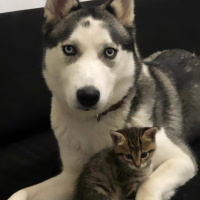 Sibirya Kurdu (Husky), Köpek  Maya fotoğrafı