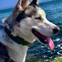 Sibirya Kurdu (Husky), Köpek  Maya fotoğrafı