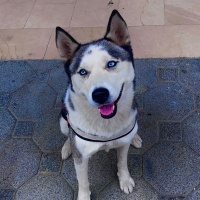 Sibirya Kurdu (Husky), Köpek  Maya fotoğrafı