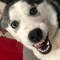 Sibirya Kurdu (Husky), Köpek  Maya fotoğrafı