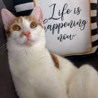 Sarman, Kedi  Rüzgar fotoğrafı