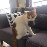 Sarman, Kedi  Rüzgar fotoğrafı