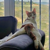 Sarman, Kedi  Rüzgar fotoğrafı
