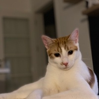Sarman, Kedi  Rüzgar fotoğrafı
