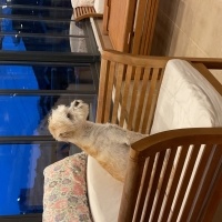 Maltese, Köpek  Köpük fotoğrafı