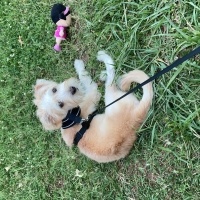 Maltese, Köpek  Köpük fotoğrafı