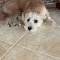 Maltese, Köpek  Köpük fotoğrafı