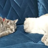 Scottish Fold, Kedi  Pablo fotoğrafı