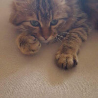 Norwegian Forest, Kedi  Maskot fotoğrafı