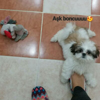 Shih Tzu, Köpek  Aşk  fotoğrafı