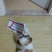 Shih Tzu, Köpek  Aşk  fotoğrafı