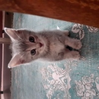 British Shorthair, Kedi  Bihter fotoğrafı