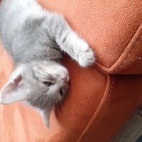 British Shorthair, Kedi  Bihter fotoğrafı