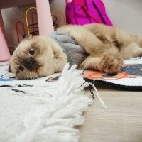 Scottish Fold, Kedi  AVNİ fotoğrafı