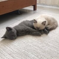 British Shorthair, Kedi  Duman fotoğrafı