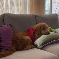 Poodle(Standart Kaniş), Köpek  Bal fotoğrafı