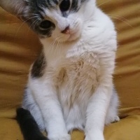 Tekir Kedi, Kedi  Kızım fotoğrafı