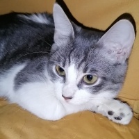 Tekir Kedi, Kedi  Kızım fotoğrafı