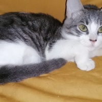 Tekir Kedi, Kedi  Kızım fotoğrafı