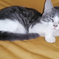 Tekir Kedi, Kedi  Kızım fotoğrafı